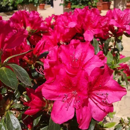 Chuchulev סוזופול