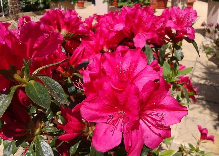 Chuchulev Созополь